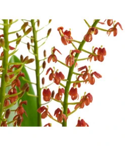 Orchidee - Liparis Latifolia 5 Orchidee - Liparis Latifolia -Eleganter Garten 8215246 WE DE 001 LiparisLatifoliaT12