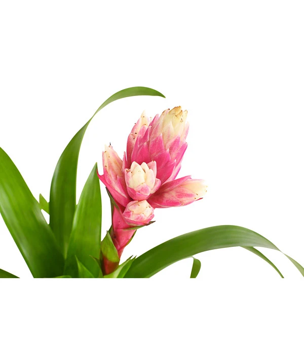 Guzmanie - Guzmania 'Candy' 6 Guzmanie - Guzmania 'Candy' – Bild 4