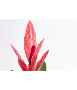 Vriesea - Bromelia Cultivars 'Intenso Pink' -Eleganter Garten 8223877 PR DE 001 VrieseaIntensoPinkT12DehnerExpressZS