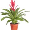 Vriesea - Bromelia Cultivars 'Intenso Pink' -Eleganter Garten 8223877 PR FS 001 VrieseaIntensoPinkT12DehnerExpressZS