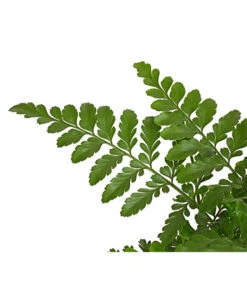 Streifenfarn - Asplenium Dimorphum 'Parvati' -Eleganter Garten 8224198 PR DE 001 AspleniumParvatiT12DehnerExpressHerzig