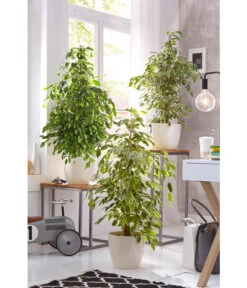Birkenfeige - Ficus Benjamina 'Reginald' 7 Birkenfeige - Ficus Benjamina 'Reginald' -Eleganter Garten 8227563 WE 002 FicusBenjaminaUveSauer