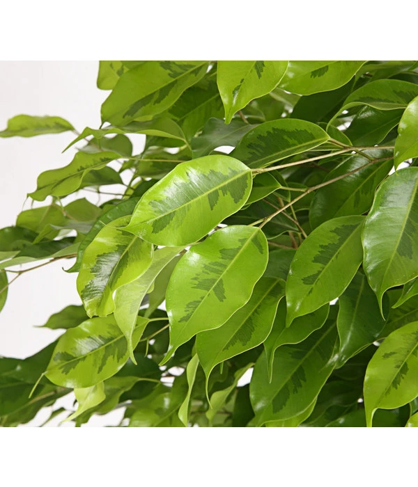 Birkenfeige - Ficus Benjamina 'Reginald' 4 Birkenfeige - Ficus Benjamina 'Reginald' – Bild 2