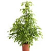 Birkenfeige - Ficus Benjamina 'Reginald' 2 Birkenfeige - Ficus Benjamina 'Reginald' -Eleganter Garten 8227563 WE FS 001 FicusBenjaminaReginaldT27DehnerExpressHerzig
