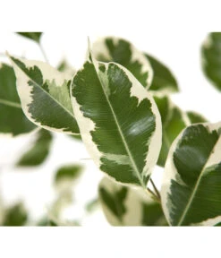 Birkenfeige - Ficus Benjamina 'Forever', Verschiedene Sorten -Eleganter Garten 8229106 BildD 002 BirkenfeigeFicusForeverMixFicusForeverMix120