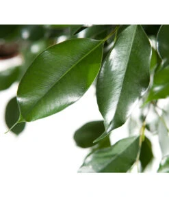 Birkenfeige - Ficus Benjamina 'Forever', Verschiedene Sorten -Eleganter Garten 8229106 BildD 003 BirkenfeigeFicusForeverMixFicusForeverMix120