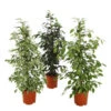 Birkenfeige - Ficus Benjamina 'Forever', Verschiedene Sorten -Eleganter Garten 8229106 WE FS 002 FicusForeverMix