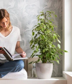 Birkenfeige - Ficus Benjamina 'Forever', Verschiedene Sorten -Eleganter Garten 8229106 WE MO 001 BirkenfeigeFicusForeverMixT21