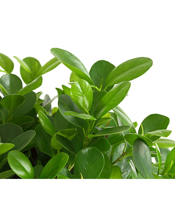 Lorbeer-Feige - Ficus Microcarpa 'Moclame', Stämmchen 4 Lorbeer-Feige - Ficus Microcarpa 'Moclame', Stämmchen – Bild 2