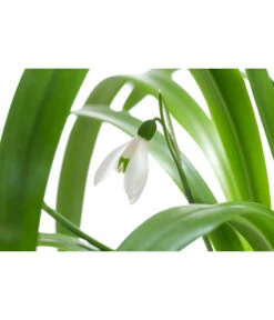 Schneeglöckchen 5 Schneeglöckchen -Eleganter Garten 8231789 WE DE 001 GalanthusWoronowiiT9