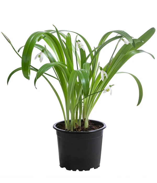 Schneeglöckchen 3 Schneeglöckchen