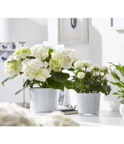 Hortensie - Hydrangea Macrophylla 12 Hortensie - Hydrangea Macrophylla -Eleganter Garten 8233777 8265209 8233769 PR MO 001 EinblattSpathiphyllumRosenRoseInfinityHortensieHydrangeadehnerFruehblueher1403UveSauer