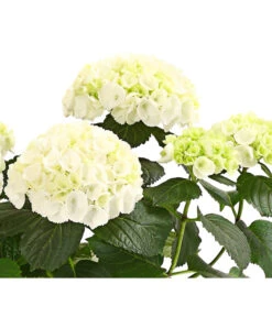 Hortensie - Hydrangea Macrophylla 17 Hortensie - Hydrangea Macrophylla -Eleganter Garten 8233777 WE WE 001 HortensieHydrangeaWeissT13DehnerExpressHerzig
