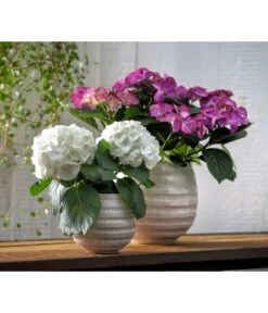 Hortensie - Hydrangea Macrophylla 'Tiffany' -Eleganter Garten 8236648 WE MO 013 8233744 HydrangeamacrophyllaHortensieTiffanyHortensieMidi