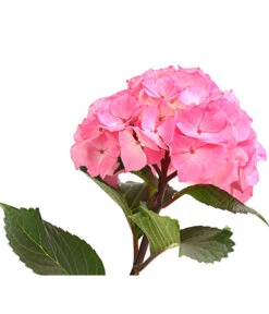 Hortensie 'Schloss Zuschendorf' -Eleganter Garten 8236705 WE DE 001 HortensieHydrangeaMacrophyllaSchlossZuschendorfT14OWDehnerExpressHerzig