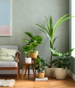 Rundblättrige Schirmpalme - Livistona Rotundifolia -Eleganter Garten 8240764 WE MO 003 Exoten Schirmpalme