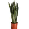 Bogenhanf - Sansevieria Zeylanica -Eleganter Garten 8241176 PR FS 001 SansevierieSansevieriaZeylanicaT21DehnerExpressZS