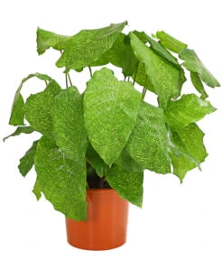 Korbmarante - Calathea Mosaica