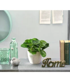 Peperomie - Peperomia Obtusifolia 'Lime' -Eleganter Garten 8243057 PR MO 001 PeperomiaOptusifoliaDehnerExpressHerzig