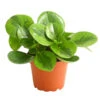 Peperomie - Peperomia Obtusifolia 'Lime' -Eleganter Garten 8243057 WE FS 001 ZwergpfefferPeperomiaT12DehnerExpressHerzig