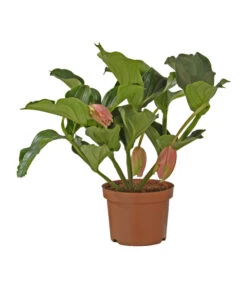 Medinille - Medinilla Magnifica 'Florinilla®'