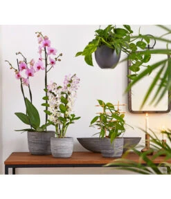 Vanille-Orchidee - Vanilla Planifolia 7 Vanille-Orchidee - Vanilla Planifolia -Eleganter Garten 8250045 8251399 8250045 825153 PR MO 001 Orchideen02BL20