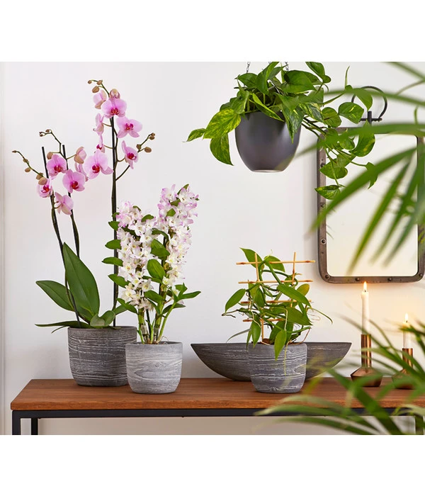 Vanille-Orchidee - Vanilla Planifolia 5 Vanille-Orchidee - Vanilla Planifolia – Bild 3