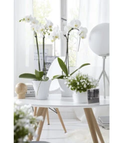 Schmetterlingsorchidee - Phalaenopsis Cultivars -Eleganter Garten 8251498 8203242 8211450 WE MO 009 SchmetterlingsorchideeUmbrella