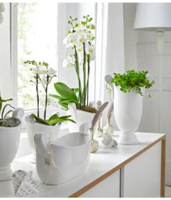 Schmetterlingsorchidee - Phalaenopsis Cultivars -Eleganter Garten 8251498 8284135 PR MO 002 SchmetterlingsorchideePhalaenopsis2TrieberWeissUveSauer