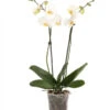 Schmetterlingsorchidee - Phalaenopsis Cultivars 1 Schmetterlingsorchidee - Phalaenopsis Cultivars -Eleganter Garten 8251498 WE FS 001 SchmetterlingsorchideePhalaenopsis2TrWeissHerzig