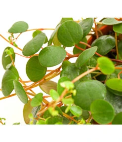 Peperomie - Peperomia 'Pepperspot' 9 Peperomie - Peperomia 'Pepperspot' -Eleganter Garten 8252173 PR DE 001 PeperomiaZwergpfefferPepperspotDehnerExpressHerzig