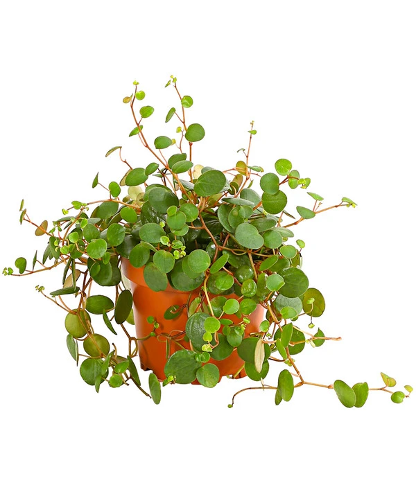 Peperomie - Peperomia 'Pepperspot' 3 Peperomie - Peperomia 'Pepperspot'