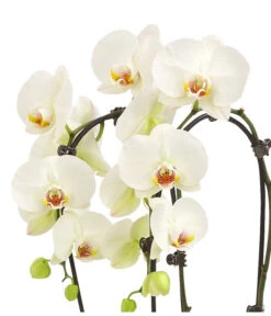 Schmetterlingsorchidee - Phalaenopsis Cultivars 'Cascade', Verschiedene Sorten -Eleganter Garten 8253346 WE DE 001 PhalaenopsisSchmetterlingsorchideeCascade2TrWeissHerzig