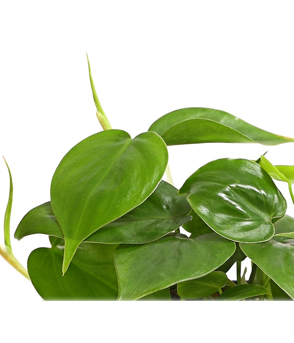 Baumfreund - Philodendron Scandens 4 Baumfreund - Philodendron Scandens – Bild 2