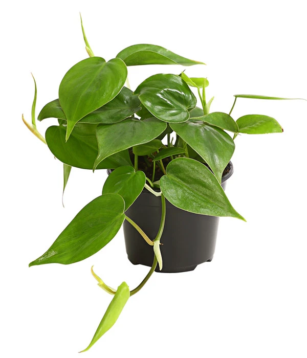 Baumfreund - Philodendron Scandens 3 Baumfreund - Philodendron Scandens