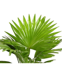 Rundblättrige Schirmpalme - Livistona Rotundifolia -Eleganter Garten 8255853 WE DE 001 LivistonaRotunddifoliaT12DehnerExpressHerzig