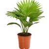 Rundblättrige Schirmpalme - Livistona Rotundifolia 1 Rundblättrige Schirmpalme - Livistona Rotundifolia -Eleganter Garten 8255853 WE FS 001 LivistonaRotunddifoliaT12DehnerExpressHerzig