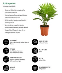 Rundblättrige Schirmpalme - Livistona Rotundifolia -Eleganter Garten 8255853 WE IG 001 LivistonaRotunddifoliaT12DehnerExpressHerzig