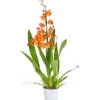 Cambria-Orchidee - Cambria-Hybride 'Catatanthe' 1 Cambria-Orchidee - Cambria-Hybride 'Catatanthe' -Eleganter Garten 8258451 PR FS 001 CambriaCatatanthe1TrieberT12DehnerExpressHerzig