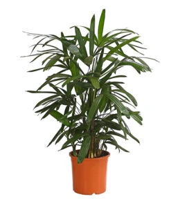 Steckenpalme - Rhapis Excelsa