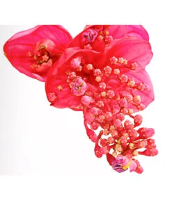 Medinille - Medinilla Magnifica 'Flamenco' 9 Medinille - Medinilla Magnifica 'Flamenco' -Eleganter Garten 8266116 PR DE 002 MedinillaMagnificaFlamencoDehnerExpressHerzig