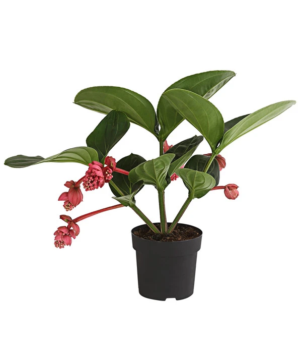 Medinille - Medinilla Magnifica 'Flamenco' 3 Medinille - Medinilla Magnifica 'Flamenco'