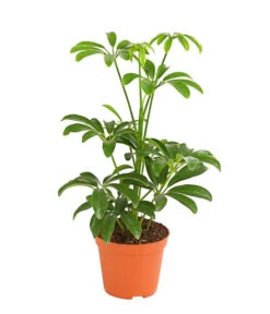 Sternaralie - Schefflera Luseana