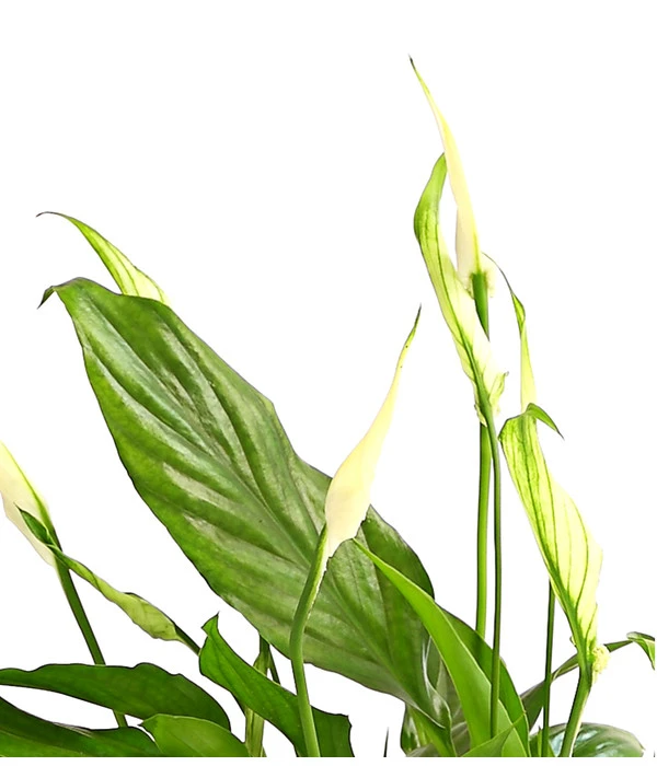 Air So Pure® Midi Einblatt - Spathiphyllum Wallisii 4 Air So Pure® Midi Einblatt - Spathiphyllum Wallisii – Bild 2