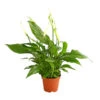 Air So Pure® Midi Einblatt - Spathiphyllum Wallisii 1 Air So Pure® Midi Einblatt - Spathiphyllum Wallisii -Eleganter Garten 8275984 WE FS 001 EinblattSpathiphyllumMidiAirT9DehnerExpressHerzig