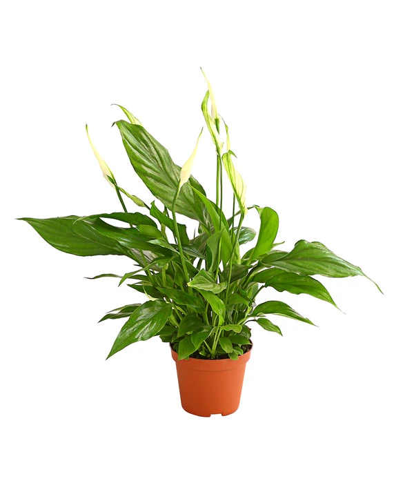 Air So Pure® Midi Einblatt - Spathiphyllum Wallisii 3 Air So Pure® Midi Einblatt - Spathiphyllum Wallisii