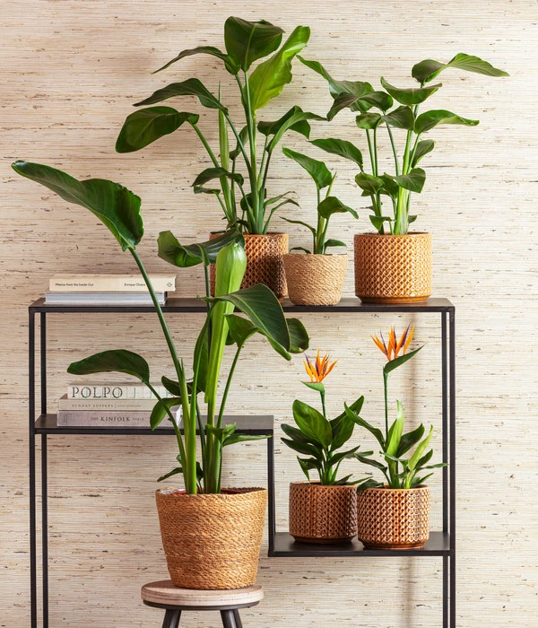 Baumstrelitzie - Strelitzia Nicolai 4 Baumstrelitzie - Strelitzia Nicolai – Bild 2