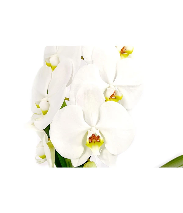 Schmetterlingsorchidee - Phalaenopsis Cultivars 'Formidablo' 4 Schmetterlingsorchidee - Phalaenopsis Cultivars 'Formidablo' – Bild 2