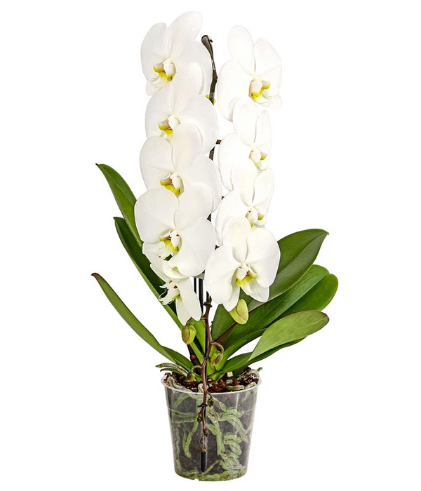 Schmetterlingsorchidee - Phalaenopsis Cultivars 'Formidablo' 3 Schmetterlingsorchidee - Phalaenopsis Cultivars 'Formidablo'