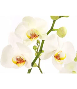 Schmetterlingsorchidee - Phalaenopsis Cultivars, Verschiedene Sorten 19 Schmetterlingsorchidee - Phalaenopsis Cultivars, Verschiedene Sorten -Eleganter Garten 8280919 PR DE 001 Phalaenopsis4TrieberMixT12DehnerExpressHerzig